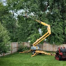 Best Fruit Tree Pruning  in Honokaa, HI