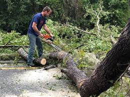 Best Tree Trimming and Pruning  in Honokaa, HI