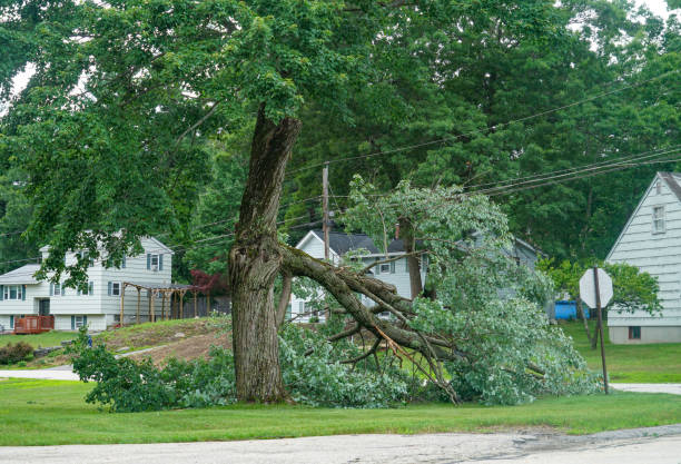 Best Tree and Shrub Care  in Honokaa, HI